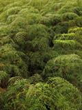 Bracken Fern